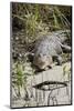 Australia, Queensland, Daintree. Dsaltwater Crocodile-Cindy Miller Hopkins-Mounted Photographic Print