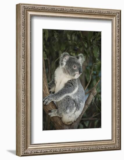 Australia, Queensland. Koala bear in tree.-Jaynes Gallery-Framed Photographic Print