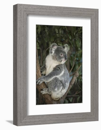 Australia, Queensland. Koala bear in tree.-Jaynes Gallery-Framed Photographic Print