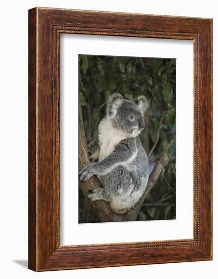 Australia, Queensland. Koala bear in tree.-Jaynes Gallery-Framed Photographic Print