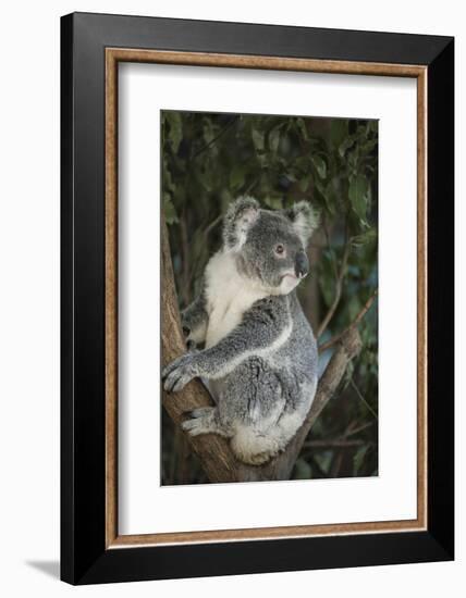 Australia, Queensland. Koala bear in tree.-Jaynes Gallery-Framed Photographic Print