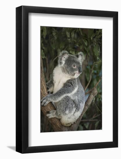 Australia, Queensland. Koala bear in tree.-Jaynes Gallery-Framed Photographic Print