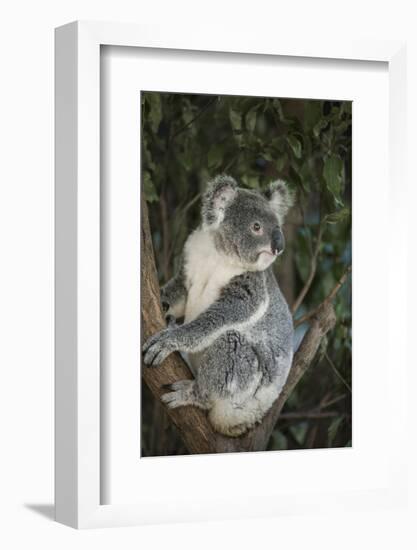 Australia, Queensland. Koala bear in tree.-Jaynes Gallery-Framed Photographic Print