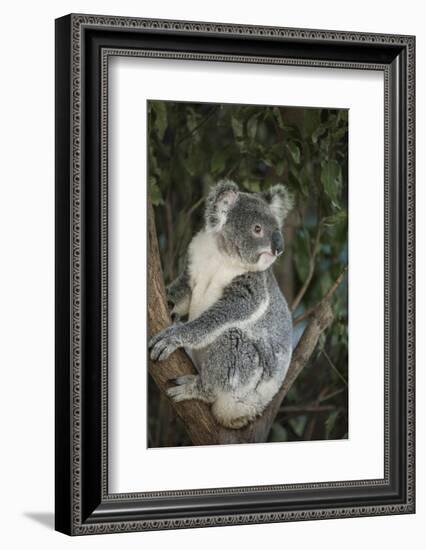 Australia, Queensland. Koala bear in tree.-Jaynes Gallery-Framed Photographic Print