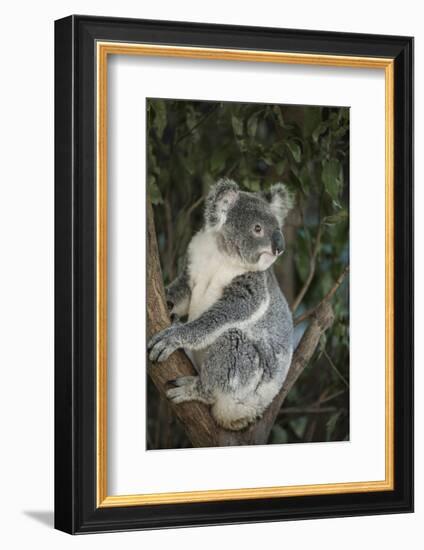 Australia, Queensland. Koala bear in tree.-Jaynes Gallery-Framed Photographic Print