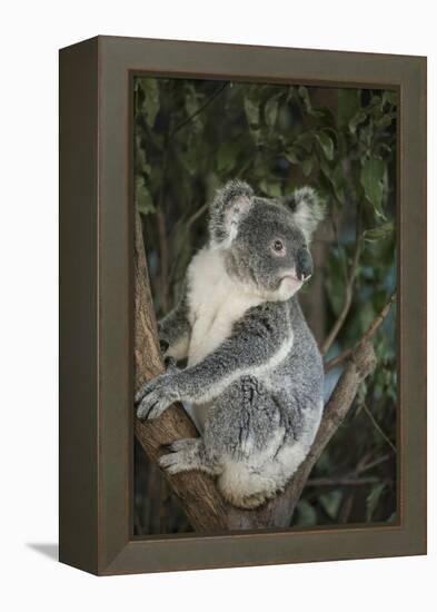 Australia, Queensland. Koala bear in tree.-Jaynes Gallery-Framed Premier Image Canvas