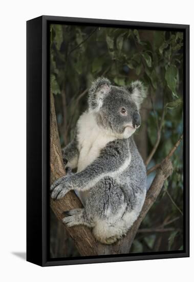 Australia, Queensland. Koala bear in tree.-Jaynes Gallery-Framed Premier Image Canvas