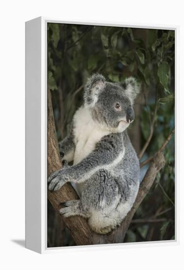 Australia, Queensland. Koala bear in tree.-Jaynes Gallery-Framed Premier Image Canvas