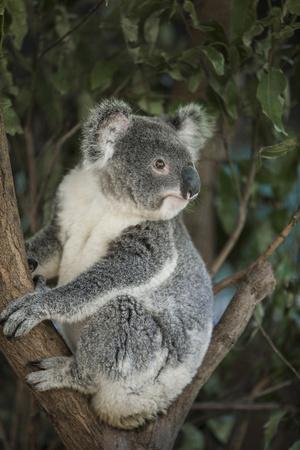 Australia Queensland Koala Bear In Tree Premium Photographic