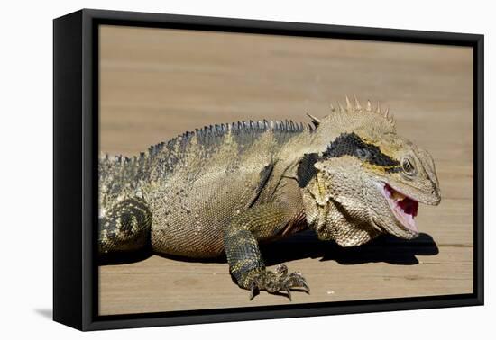 Australia, Queensland, Mount Tamborine. Australian Water Dragon-Cindy Miller Hopkins-Framed Premier Image Canvas