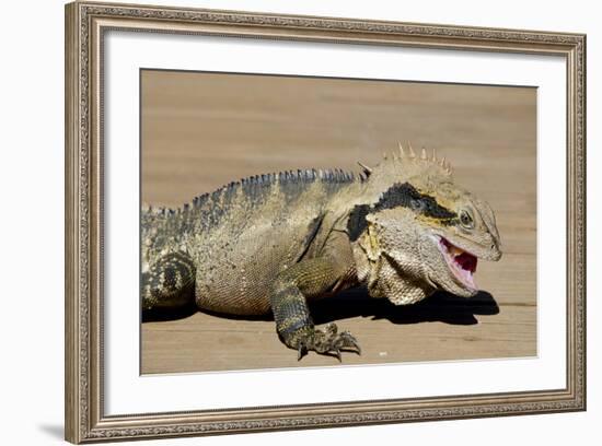 Australia, Queensland, Mount Tamborine. Australian Water Dragon-Cindy Miller Hopkins-Framed Photographic Print