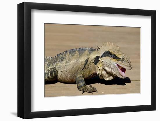 Australia, Queensland, Mount Tamborine. Australian Water Dragon-Cindy Miller Hopkins-Framed Photographic Print