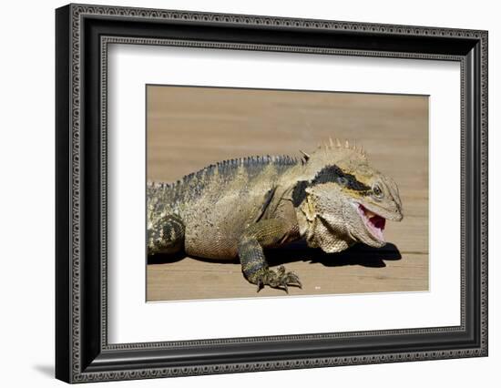 Australia, Queensland, Mount Tamborine. Australian Water Dragon-Cindy Miller Hopkins-Framed Photographic Print