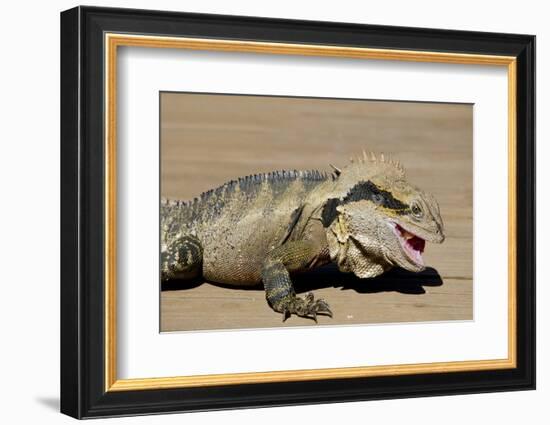 Australia, Queensland, Mount Tamborine. Australian Water Dragon-Cindy Miller Hopkins-Framed Photographic Print