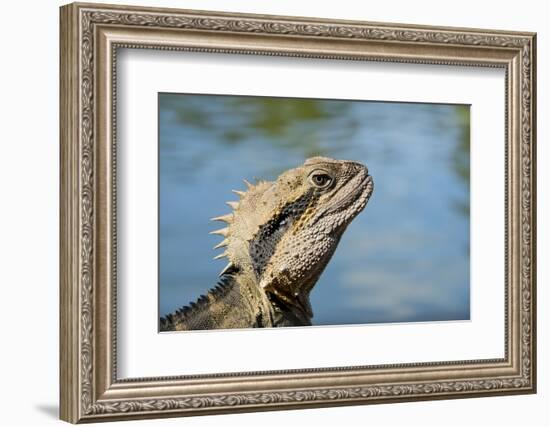 Australia, Queensland, Mount Tamborine. Australian Water Dragon-Cindy Miller Hopkins-Framed Photographic Print