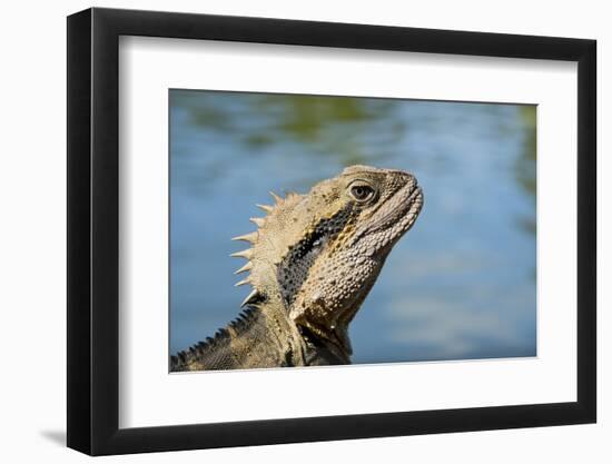 Australia, Queensland, Mount Tamborine. Australian Water Dragon-Cindy Miller Hopkins-Framed Photographic Print