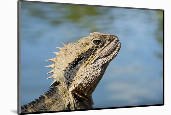 Australia, Queensland, Mount Tamborine. Australian Water Dragon-Cindy Miller Hopkins-Mounted Photographic Print