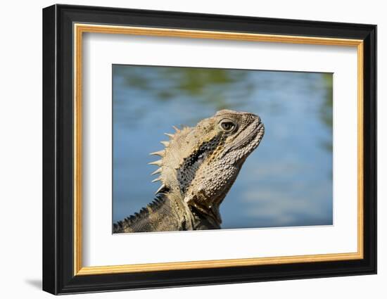 Australia, Queensland, Mount Tamborine. Australian Water Dragon-Cindy Miller Hopkins-Framed Photographic Print