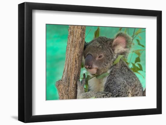 Australia, Queensland, Townsville. Billabong Sanctuary. Koala, Captive-Cindy Miller Hopkins-Framed Photographic Print