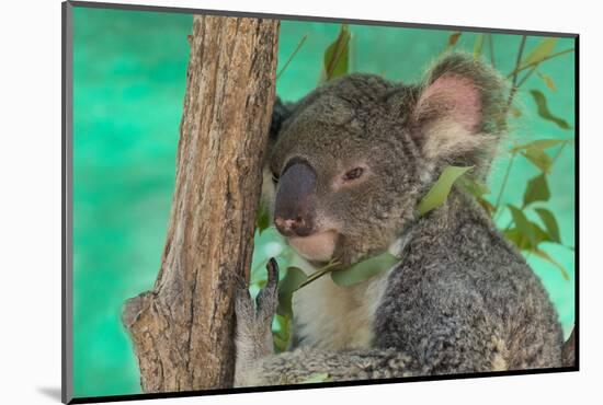 Australia, Queensland, Townsville. Billabong Sanctuary. Koala, Captive-Cindy Miller Hopkins-Mounted Photographic Print