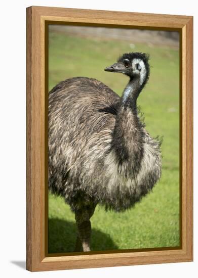 Australia, South Australia, Adelaide. Cleland Wildlife Park. Emu-Cindy Miller Hopkins-Framed Premier Image Canvas