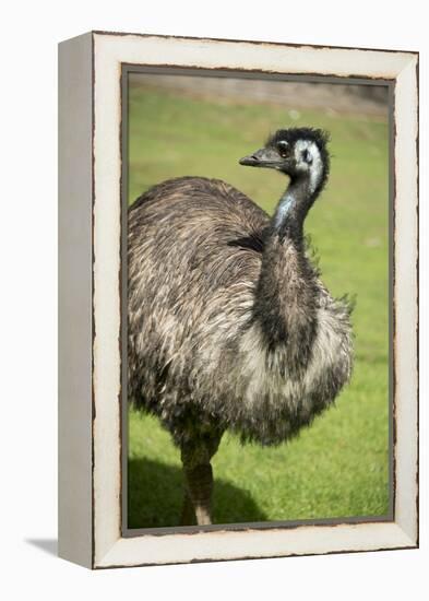 Australia, South Australia, Adelaide. Cleland Wildlife Park. Emu-Cindy Miller Hopkins-Framed Premier Image Canvas