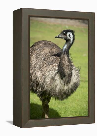 Australia, South Australia, Adelaide. Cleland Wildlife Park. Emu-Cindy Miller Hopkins-Framed Premier Image Canvas