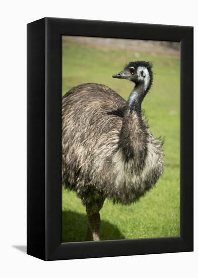 Australia, South Australia, Adelaide. Cleland Wildlife Park. Emu-Cindy Miller Hopkins-Framed Premier Image Canvas