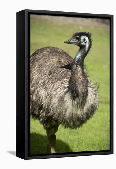 Australia, South Australia, Adelaide. Cleland Wildlife Park. Emu-Cindy Miller Hopkins-Framed Premier Image Canvas