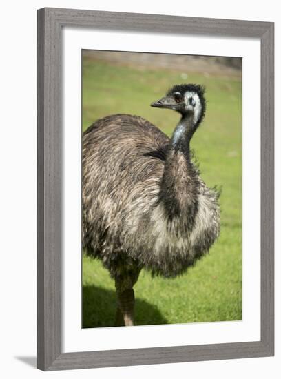 Australia, South Australia, Adelaide. Cleland Wildlife Park. Emu-Cindy Miller Hopkins-Framed Photographic Print