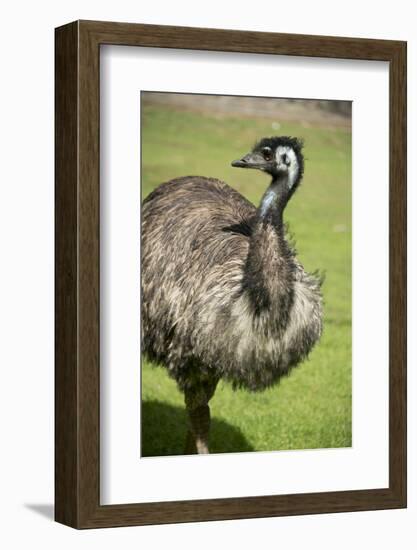 Australia, South Australia, Adelaide. Cleland Wildlife Park. Emu-Cindy Miller Hopkins-Framed Photographic Print