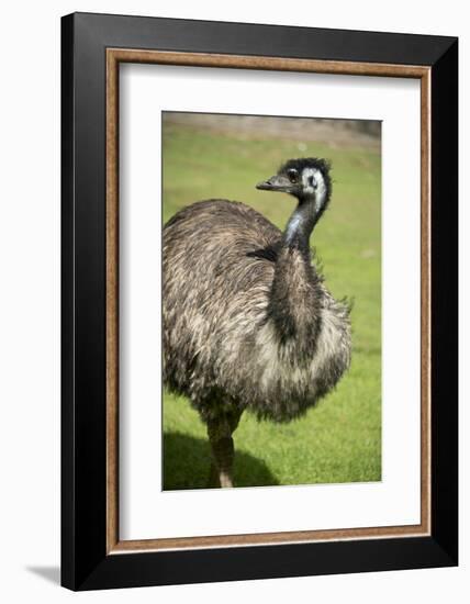 Australia, South Australia, Adelaide. Cleland Wildlife Park. Emu-Cindy Miller Hopkins-Framed Photographic Print