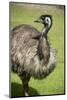 Australia, South Australia, Adelaide. Cleland Wildlife Park. Emu-Cindy Miller Hopkins-Mounted Photographic Print