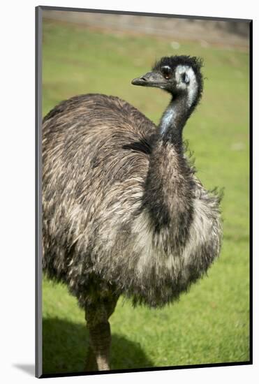 Australia, South Australia, Adelaide. Cleland Wildlife Park. Emu-Cindy Miller Hopkins-Mounted Photographic Print