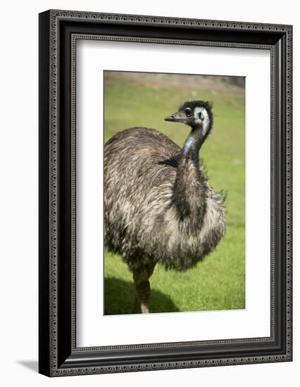 Australia, South Australia, Adelaide. Cleland Wildlife Park. Emu-Cindy Miller Hopkins-Framed Photographic Print