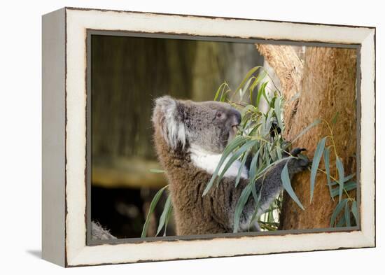 Australia, South Australia, Adelaide. Cleland Wildlife Park. Koala-Cindy Miller Hopkins-Framed Premier Image Canvas