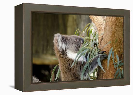 Australia, South Australia, Adelaide. Cleland Wildlife Park. Koala-Cindy Miller Hopkins-Framed Premier Image Canvas