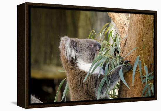 Australia, South Australia, Adelaide. Cleland Wildlife Park. Koala-Cindy Miller Hopkins-Framed Premier Image Canvas