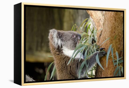 Australia, South Australia, Adelaide. Cleland Wildlife Park. Koala-Cindy Miller Hopkins-Framed Premier Image Canvas