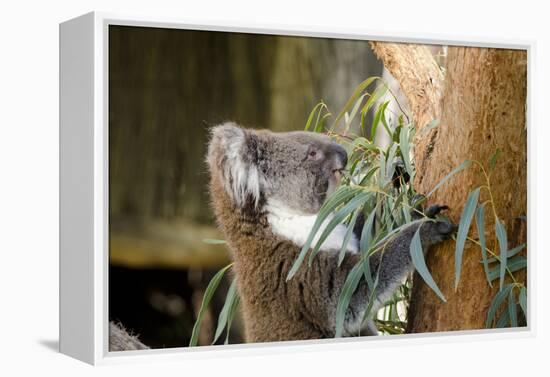 Australia, South Australia, Adelaide. Cleland Wildlife Park. Koala-Cindy Miller Hopkins-Framed Premier Image Canvas