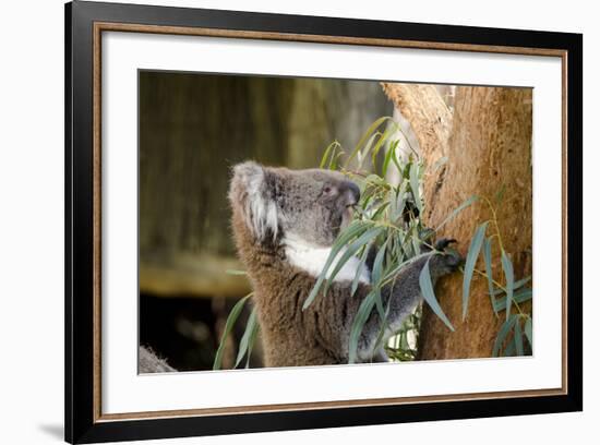 Australia, South Australia, Adelaide. Cleland Wildlife Park. Koala-Cindy Miller Hopkins-Framed Photographic Print
