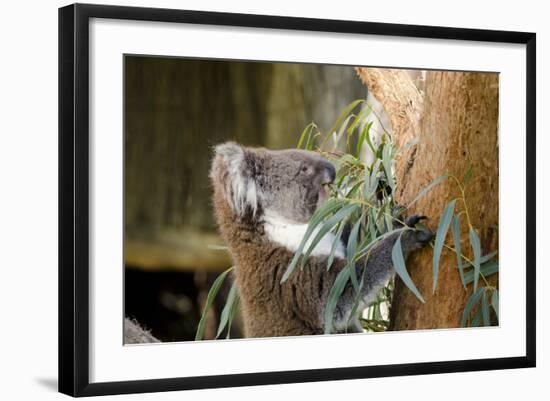 Australia, South Australia, Adelaide. Cleland Wildlife Park. Koala-Cindy Miller Hopkins-Framed Photographic Print