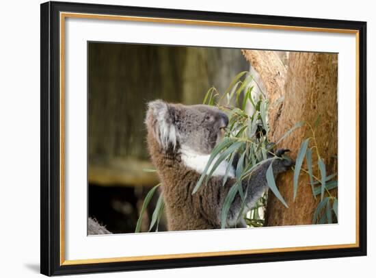 Australia, South Australia, Adelaide. Cleland Wildlife Park. Koala-Cindy Miller Hopkins-Framed Photographic Print