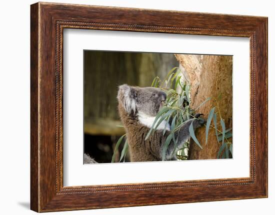 Australia, South Australia, Adelaide. Cleland Wildlife Park. Koala-Cindy Miller Hopkins-Framed Photographic Print