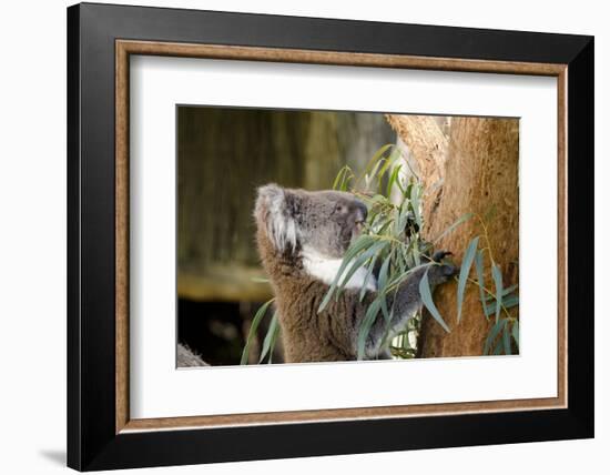 Australia, South Australia, Adelaide. Cleland Wildlife Park. Koala-Cindy Miller Hopkins-Framed Photographic Print