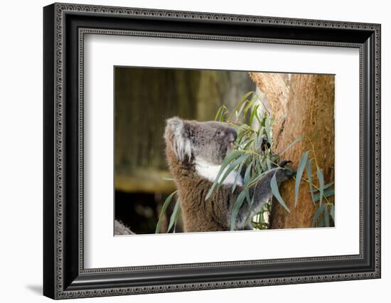 Australia, South Australia, Adelaide. Cleland Wildlife Park. Koala-Cindy Miller Hopkins-Framed Photographic Print