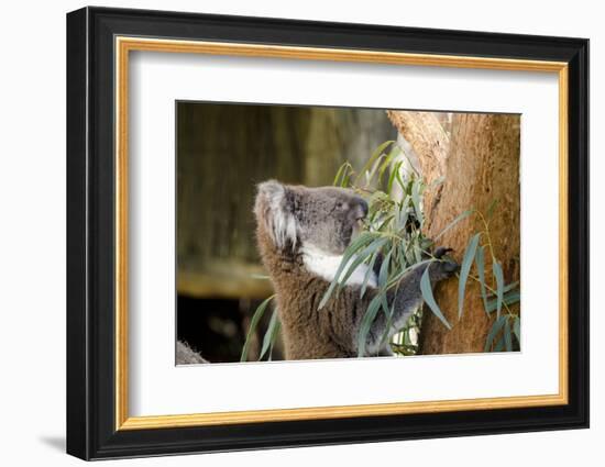 Australia, South Australia, Adelaide. Cleland Wildlife Park. Koala-Cindy Miller Hopkins-Framed Photographic Print