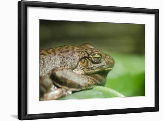 Australia, Sydney. Sydney Sea Life Aquarium. White Lipped Tree Frog-Cindy Miller Hopkins-Framed Photographic Print