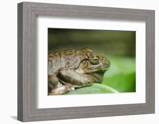 Australia, Sydney. Sydney Sea Life Aquarium. White Lipped Tree Frog-Cindy Miller Hopkins-Framed Photographic Print