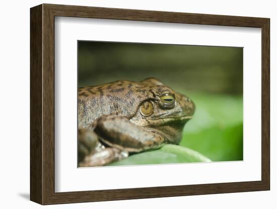 Australia, Sydney. Sydney Sea Life Aquarium. White Lipped Tree Frog-Cindy Miller Hopkins-Framed Photographic Print